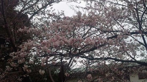 2012年の桜