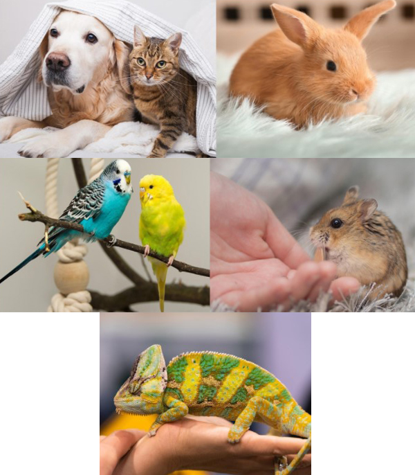 PETS 3
