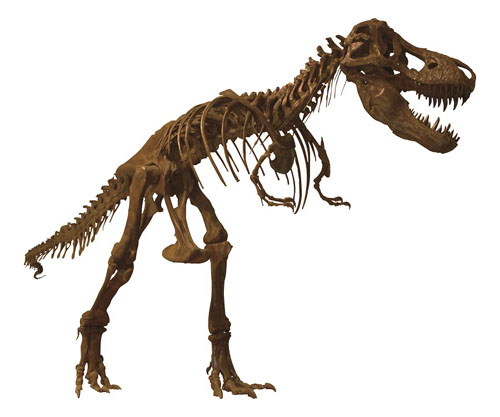 ティラノサウルス 全身復元骨格（天草市立 御所浦白亜紀資料館蔵）