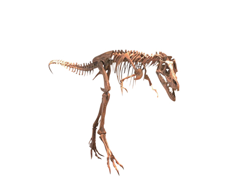 ティラノサウルスの 亜成体　愛称“ジェーン” 全身復元骨格