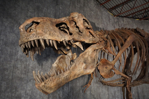 ティラノサウルス 復元骨格　© Courtesy of The Royal Saskatchewan Museum, Sandra Foreman Photography 北海道むかわ町穂別博物館所蔵