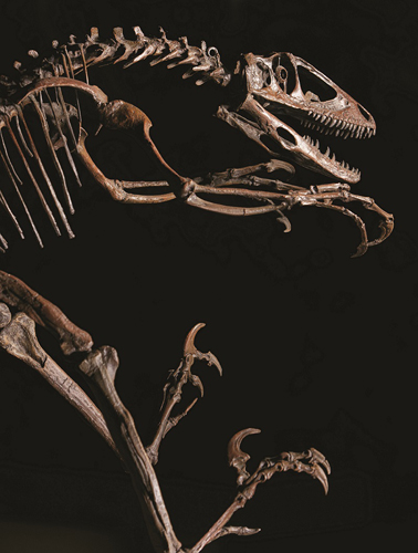 デイノニクス 復元骨格 　© Courtesy of Yale Peabody Museum, photograph by Robert Lorenz