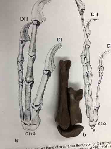 デイノニクス 右の手首から手の甲 （実物化石）　イェール・ピーボディ自然史博物館所蔵 　
