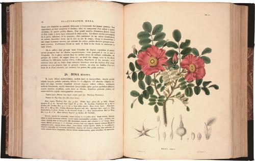 シーボルト『日本植物誌』1826-70年 （公財）東洋文庫蔵