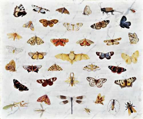 ヤン・ファン・ケッセル1世 《蝶、カブトムシ、コウモリ、カマキリの習作》 1659年 Private Collection, USA